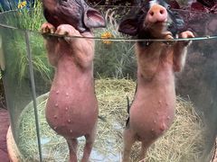 -正佳雨林生态植物园