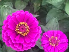 -北纬44度·金珠花海休闲农业旅游景区