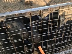 -迪茵湖田家舍生态农场