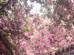 -深圳国际园林花卉博览园