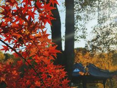 -泰州凤城河风景区-泰山公园