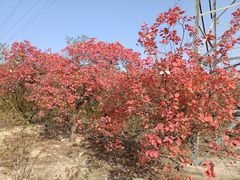 -白水寺森林公园