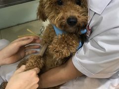 -宠颐生中康贝怡动物医院