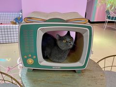 -70cat德文卷毛猫·缅因猫纯种猫舍