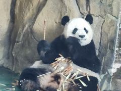 -成都动物园
