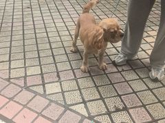 -安安宠医宠物医院·异宠·犬猫内科(岳阳分院)