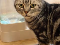 -猫咪派对(江南西店)