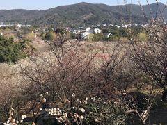 -香雪海