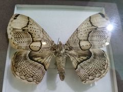 -上海昆虫博物馆