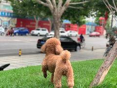 -宠福鑫康馨动物医院·骨科·眼科