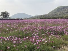-艾米稻香小镇