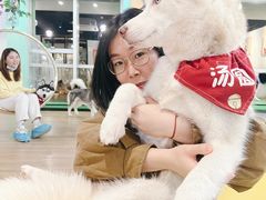 -Husky Go! 哈士奇体验馆·宠物咖啡厅狗咖
