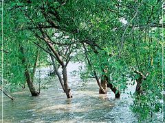 -宝安西湾红树林湿地公园