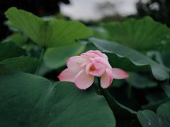 -厦门园林博览苑