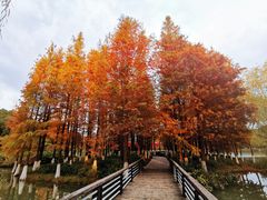 -青枫公园