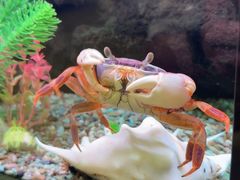 -龙海鲜螃蟹王(宏茂桥店)