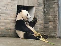 -都江堰中华大熊猫苑