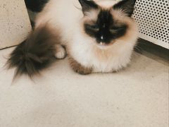 -共舞时光猫咖·狗咖(新街口店)