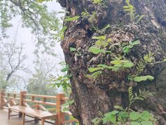-龟山风景区-龟山电视塔