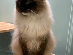 -安格丽娜·狗咖·猫咖羊驼咖(春熙路百盛商场店)