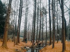 -白水寺森林公园
