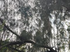 -华侨城湿地公园