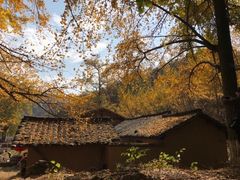 -千年银杏谷文化旅游区