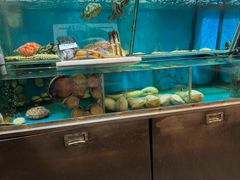 -鲜入围煮花胶鸡海鲜火锅