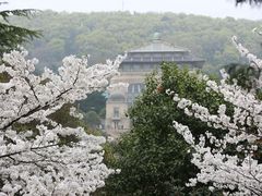 -武汉大学-樱园