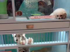 -FAELING PETS美天灵宠物(合生汇店)