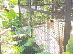 -海南热带野生动植物园
