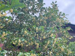 -申粤轩酒楼·三十年粤菜经典(丁香花园店)