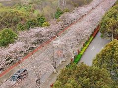 -高东镇樱花园