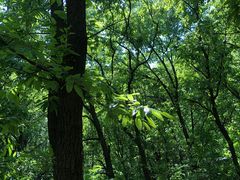 -北京鹫峰国家森林公园