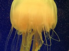 -上海海洋水族馆