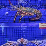 珠海美食｜新鲜高级海鲜火锅🦞新年聚餐首选‼️