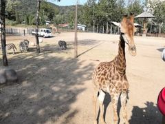 -大连森林动物园