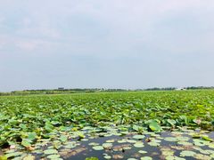 -天津东丽湖风景区