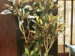 -海天楼中餐厅(吴宫泛太平洋酒店)