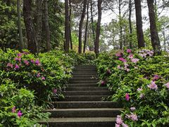 -铁山坪森林公园