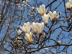 -老头儿油爆虾(胜利河美食街店)