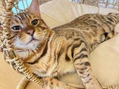 -猫腻·猫咖·撸猫馆(星光大道店)