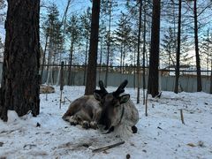 -北极村旅游风景区