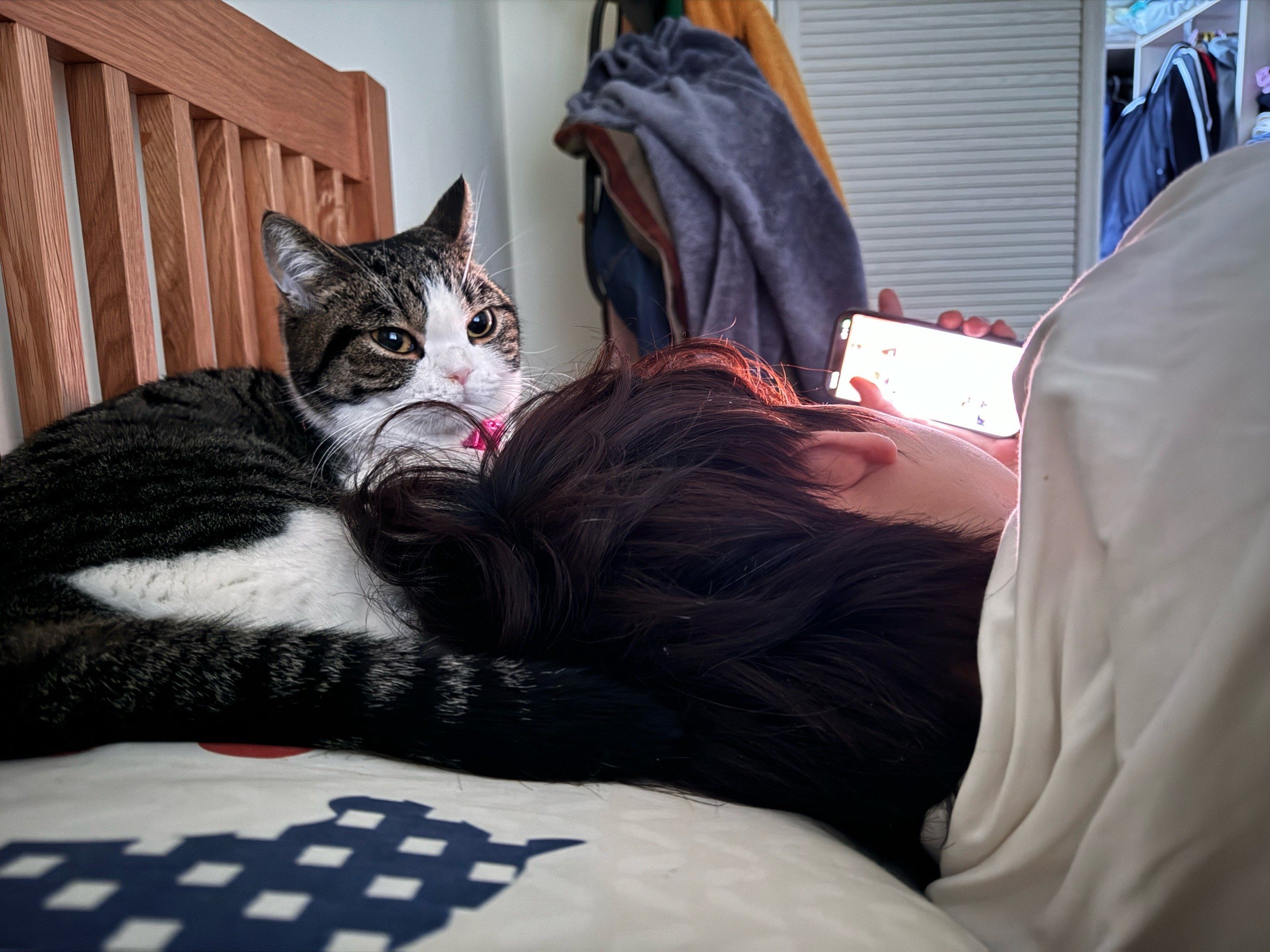 养了一只鲶鱼猫 天天抱着老公头睡觉