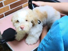 -安安宠医宠物医院·异宠·犬猫内科(岳阳分院)