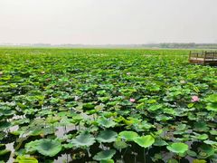 -天津东丽湖风景区