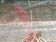 -深圳野生动物园