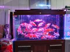 -花鸟鱼虫鲜花绿植市场(玉泉路店)