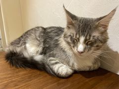 -猫友咖啡店(玉林西路店)