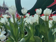 -荷兰花海